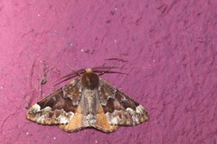 Caripeta pulcherrima