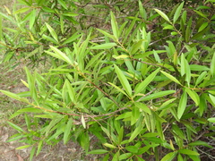 Samadera bidwillii