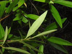 Samadera bidwillii