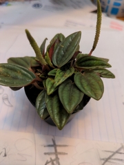 Peperomia