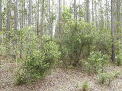 Samadera bidwillii