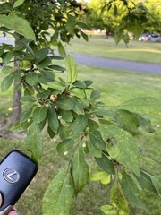 Malus dasyphylla
