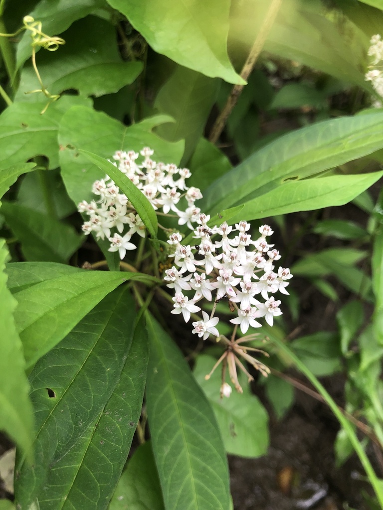 Aquatic Milkweed from Delta National Forest, Rolling Fork, MS, US on ...