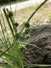 Cyperus acuminatus