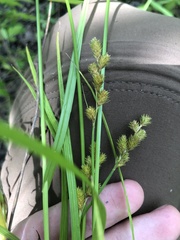 Carex tribuloides tribuloides