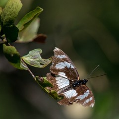 Pseudacraea lucretia