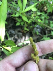 Carex tribuloides tribuloides