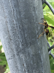 Polistes fuscatus