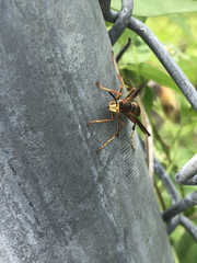 Polistes fuscatus