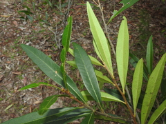 Samadera bidwillii