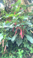 Acalypha hispida