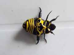 Rutela lineola