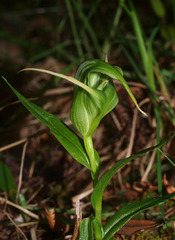 Pterostylis patens