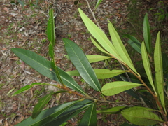 Samadera bidwillii