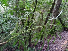Schefflera