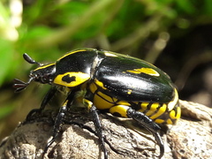Rutela lineola
