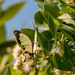 Papilio dardanus cenea