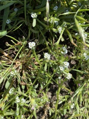 Plagiobothrys scouleri