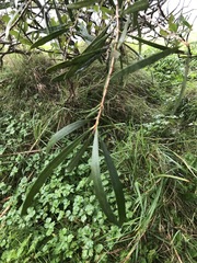 Acacia confusa