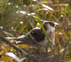 Elanus leucurus leucurus