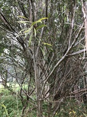 Acacia confusa