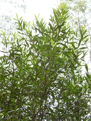 Samadera bidwillii