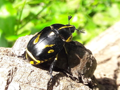 Rutela lineola