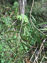 Acacia confusa