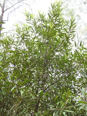 Samadera bidwillii