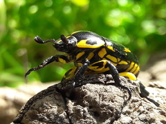 Rutela lineola