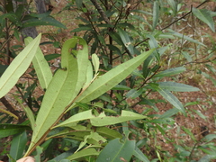 Samadera bidwillii
