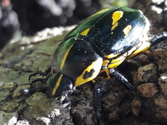 Rutela lineola