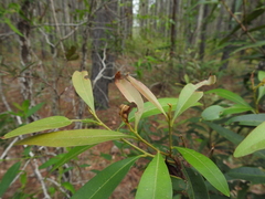 Samadera bidwillii