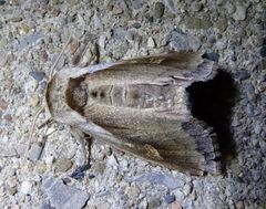 Bellura densa