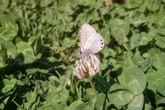 Leptotes trigemmatus