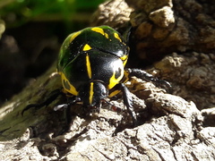 Rutela lineola