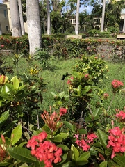 Eulampis holosericeus