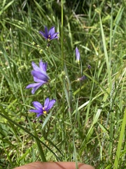 Sisyrinchium idahoense