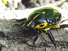 Rutela lineola