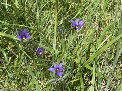 Sisyrinchium idahoense