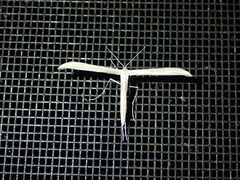 Hellinsia homodactylus