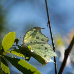 Protogoniomorpha parhassus