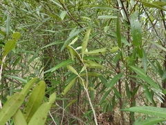 Samadera bidwillii
