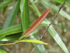 Samadera bidwillii