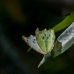 Protogoniomorpha parhassus