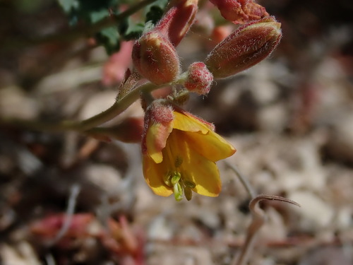 Image of Hoffmannseggia drepanocarpa by (c) Nolan Exe, some rights reserved (CC BY)