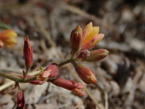 Sicklepod Holdback (Hoffmannseggia drepanocarpa)
