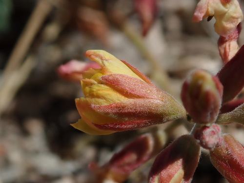 Image of Hoffmannseggia drepanocarpa by (c) Nolan Exe, some rights reserved (CC BY)