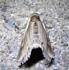 Bellura densa