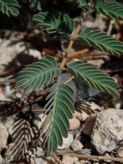 Hoffmannseggia drepanocarpa